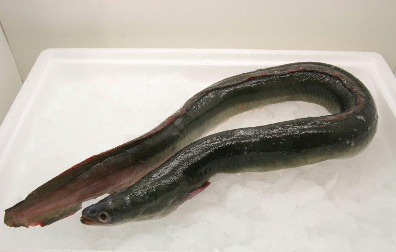 Gutted eel 700+ VAK