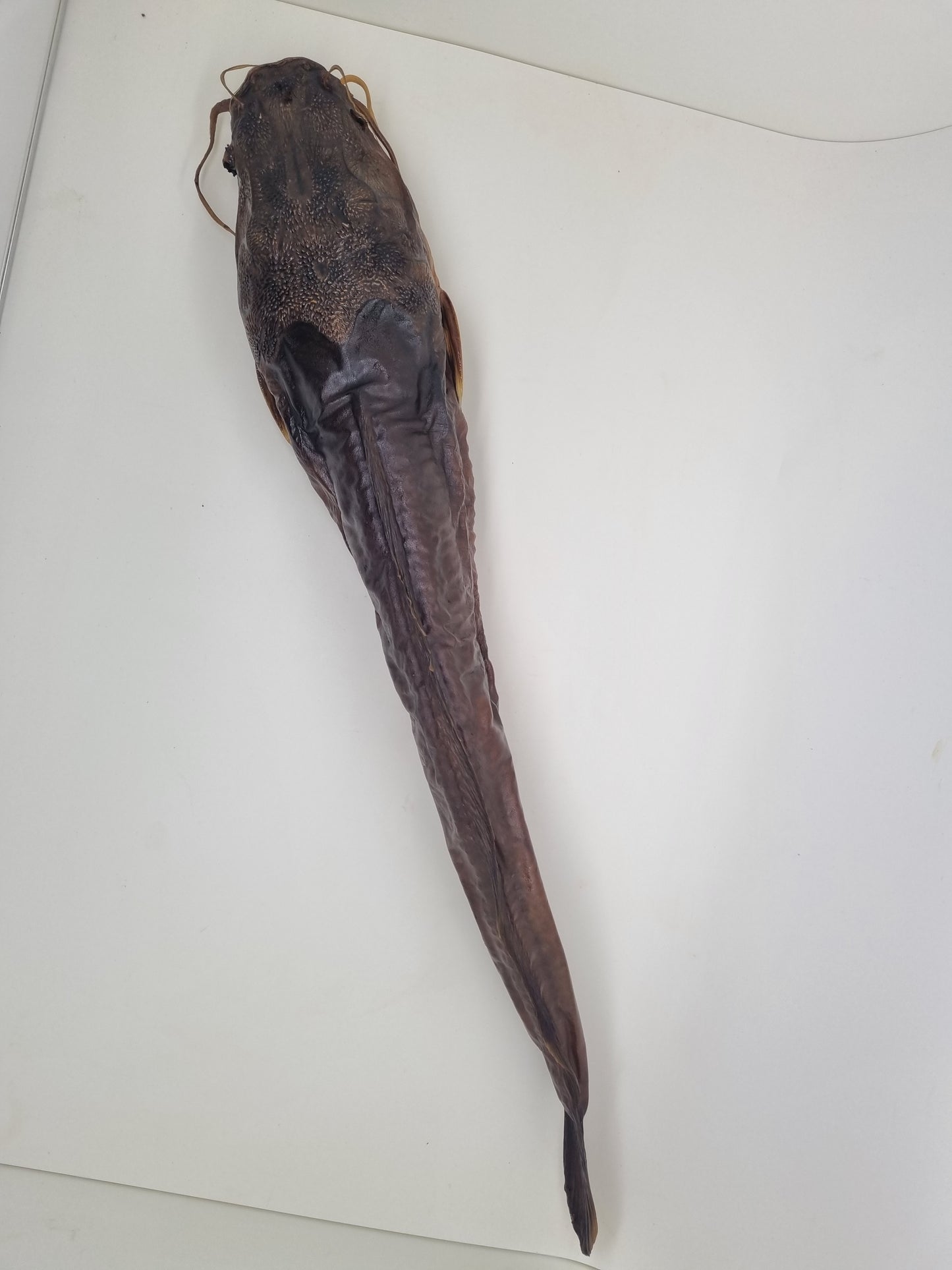 Catfish KK 800-1600 ag Vak