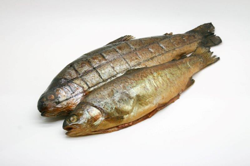 Forele 500+ kk sver VAK