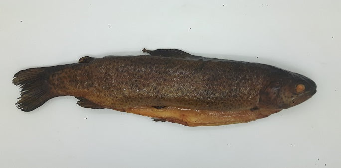 Arktiskā Forele 300 kk vak